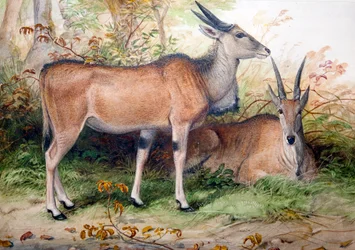Elands, ca. 1850